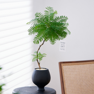 造型蓝花楹绿植盆栽室内办公室桌面植物高级感客厅花卉四季好养活