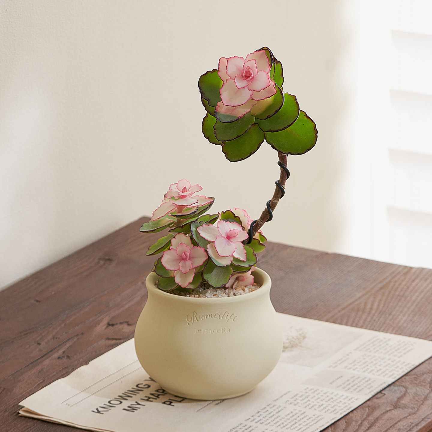 锦绣牡丹多肉小盆栽绿植室内办公室桌面客厅四季好养花卉肉肉植物