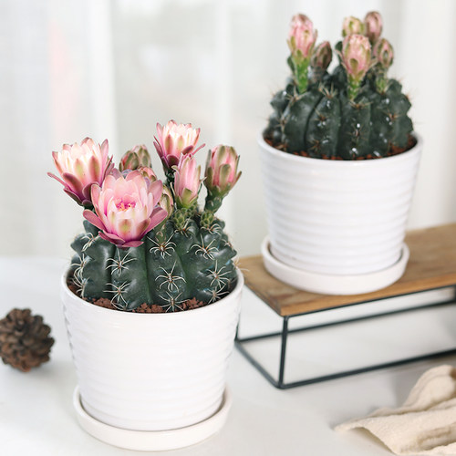 品种绯花玉仙人掌桌面多肉植物