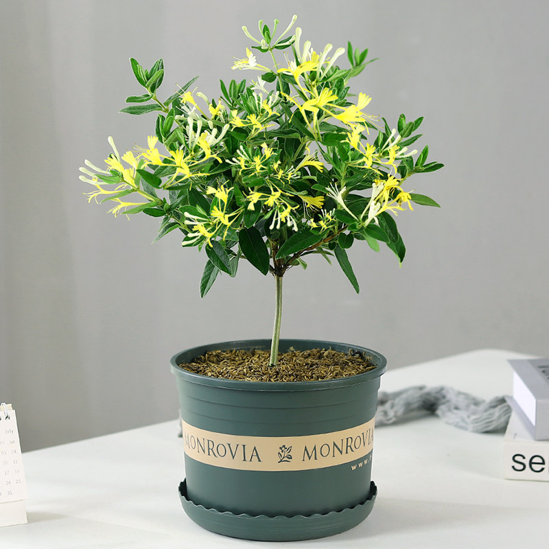 金银花盆栽老桩可食用药用攀爬花卉鸳鸯藤花苗树苗爬藤植物带花苞