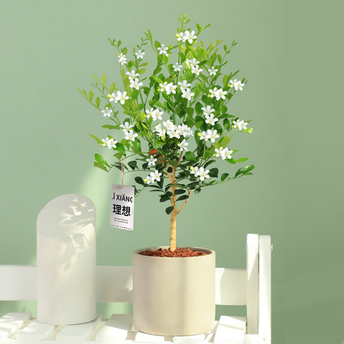 老桩开花驱蚊绿植四季易活九里香