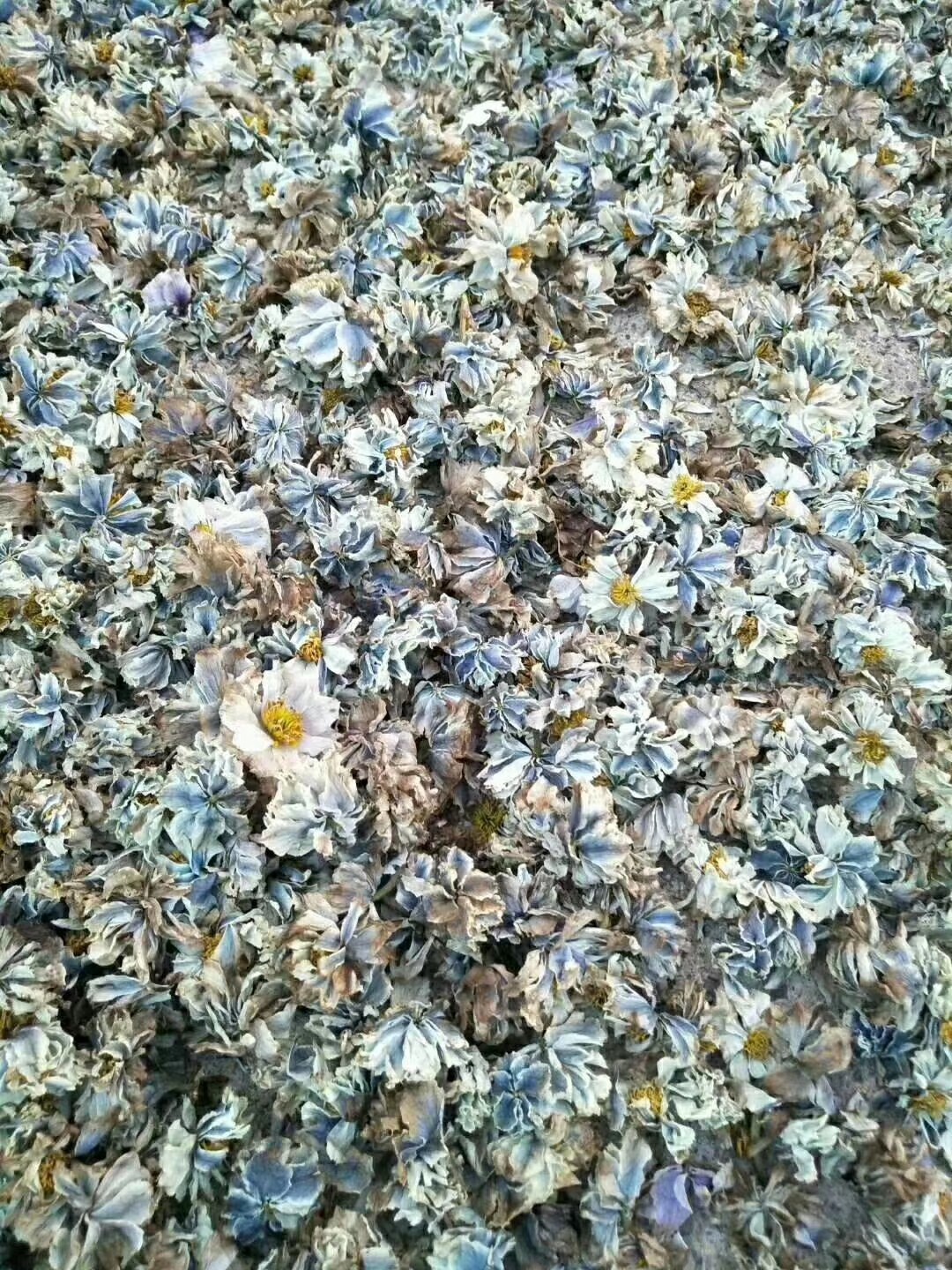 新疆特产西域珍奇天山雪菊冰山雪菊淡紫金莲花茶100克干品包邮
