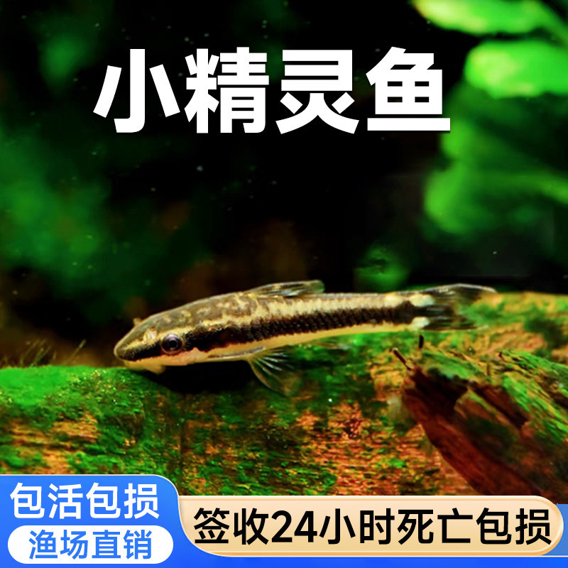 除藻小精灵热带鱼缸水草缸刮青苔丝毛藻除澡小型工具鱼观赏活体鱼