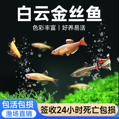鱼乐多金丝鱼冷水鱼小型原生鱼