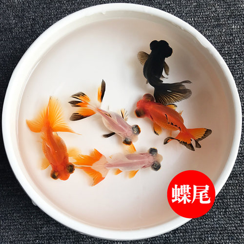 金鱼大尾巴蝶尾鱼观赏鱼混色