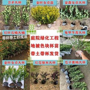 红花继木苗红叶石楠金叶女贞海桐金森篱笆绿化色块树工程带土带杯