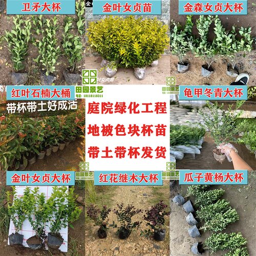 红叶石楠金叶女贞篱笆