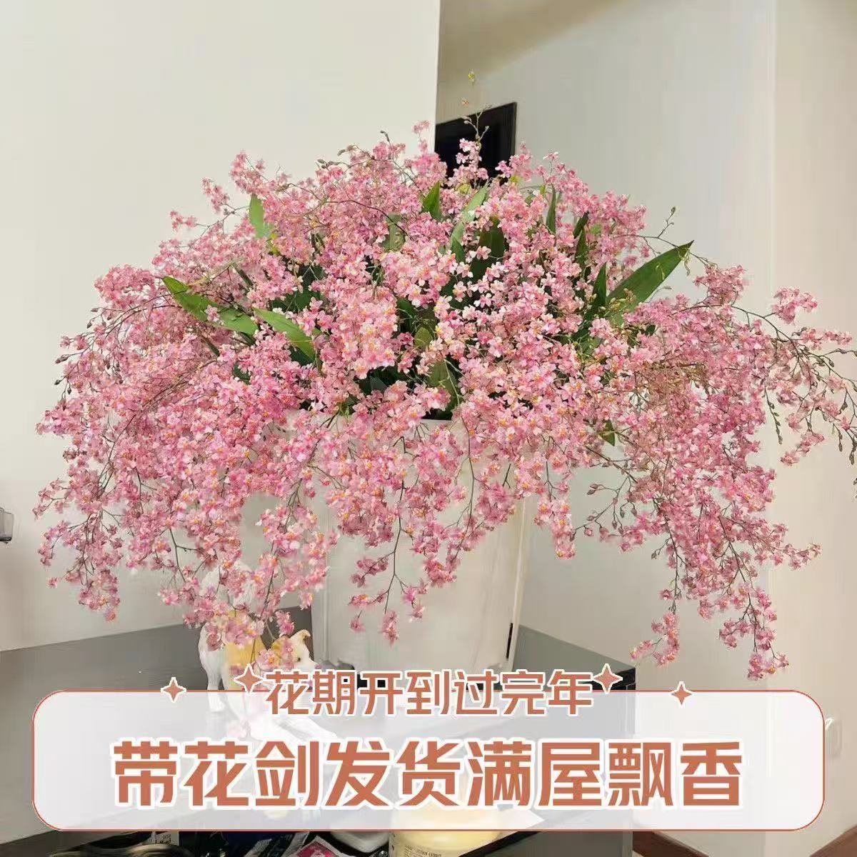 梦香兰文心兰花卉盆栽开花香味绿植恰意桌面盆栽植物办公室好养