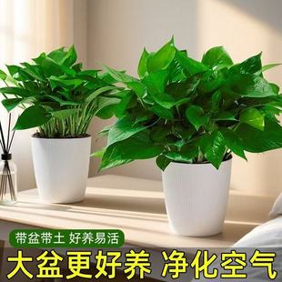 绿萝盆栽室内客厅新房净化空气花卉绿植办公室桌面植物绿箩批发