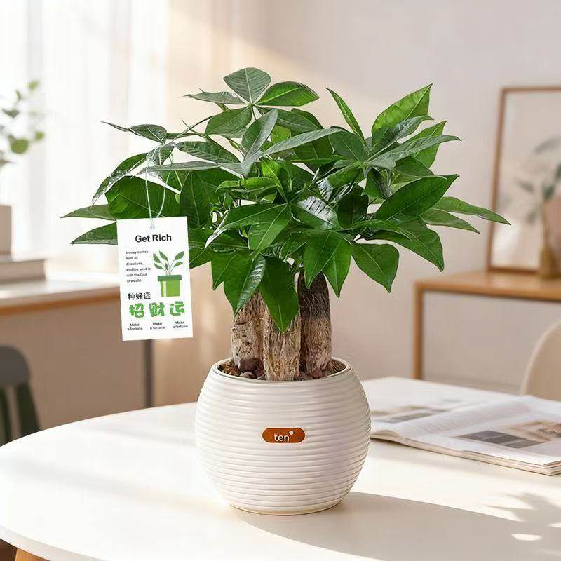 三杆发财树盆栽植物办公室内客厅桌面招财树盆景好养绿植净化空气,鲜花速递/花卉仿真/绿植园艺,绿植,淘宝优惠券,粉丝福利购,淘宝优惠卷