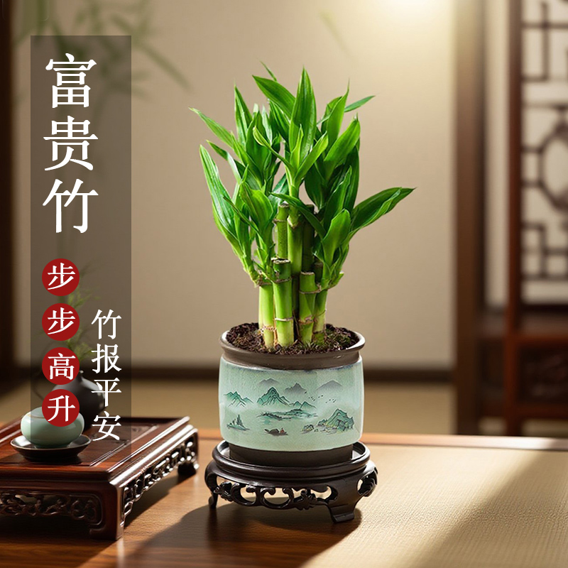 富贵竹盆栽办公室内植物步步高升竹子桌面绿植好养活中式禅意盆景