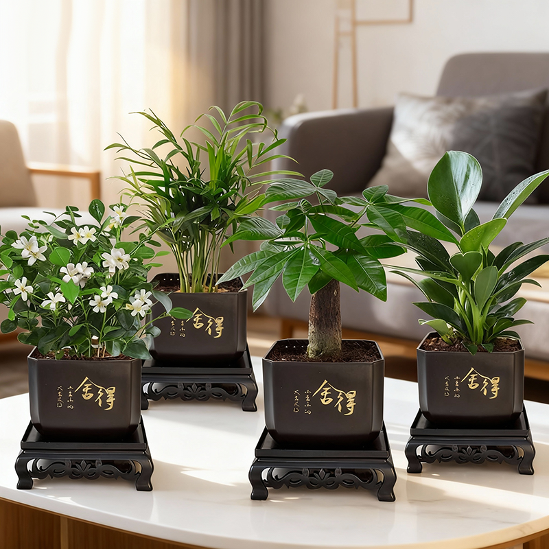 【拍一发四】发财树盆栽室内富贵竹金钻桌面水培植物栀子花卉绿植