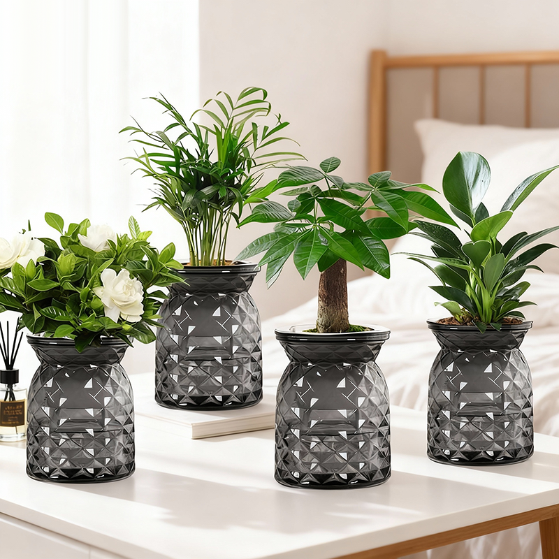 【拍一发四】发财树盆栽室内九里香金钻桌面水培植物栀子花卉绿植