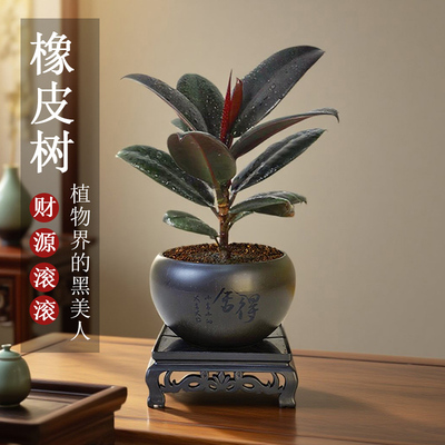 黑金刚橡皮树盆栽净化空气室内绿植办公桌盆栽四季常青好养植物