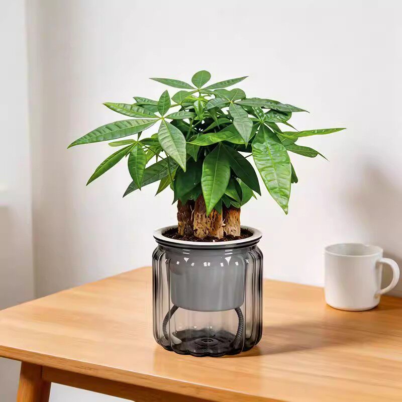 发财树盆栽栀子花室内植物客厅净化空气办公室花卉金钻九里香绿植