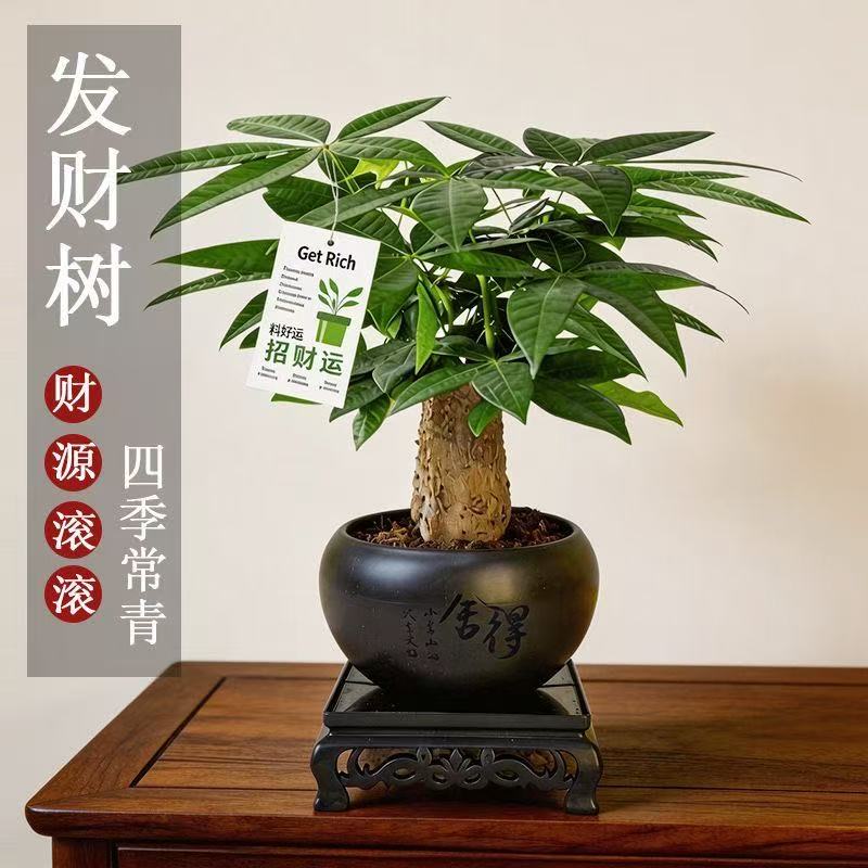 粗杆发财树绿植小盆栽花卉客厅办公室内四季常青好养招财中式植物