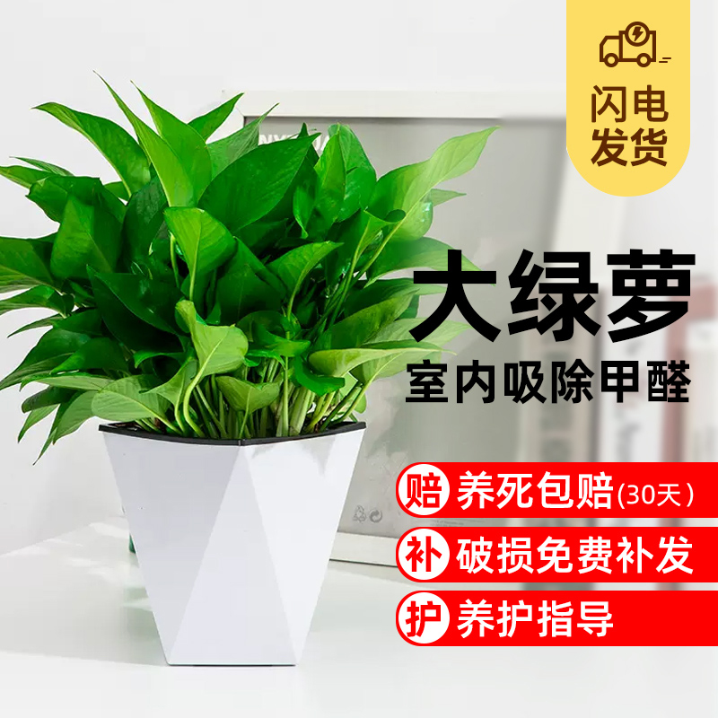 大盆绿萝盆栽新房家用净化空气