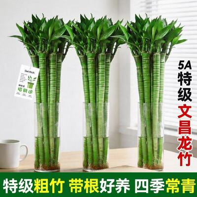 富贵竹文昌竹水培植物龙竹多头粗杆带根桌面盆栽室内绿植净化空气