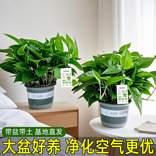 大盆绿萝盆栽室内客厅新房招财运绿植花卉办公室植物绿箩净化空气