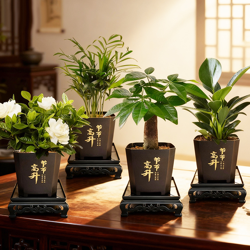 【拍一发四】发财树盆栽室内富贵竹金钻桌面水培植物栀子花卉绿植