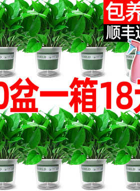 绿萝盆栽室内植物花卉绿植水培长藤垂吊大叶绿箩新房家用净化空气