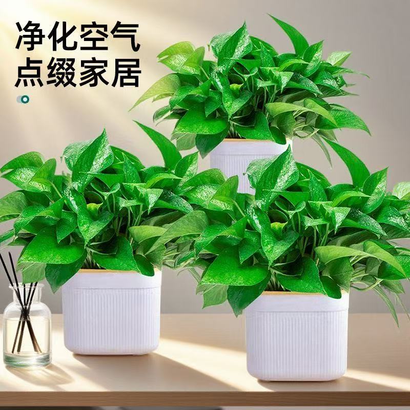大盆绿萝盆栽室内客厅新房好养活绿植花卉办公室植物绿箩净化空气