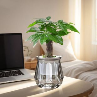 绿萝箩发财树栀子花卉盆栽室内桌面小绿植办公室水培植物净化空气