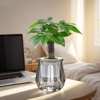 绿萝箩发财树栀子花卉盆栽室内桌面小绿植办公室水培植物净化空气