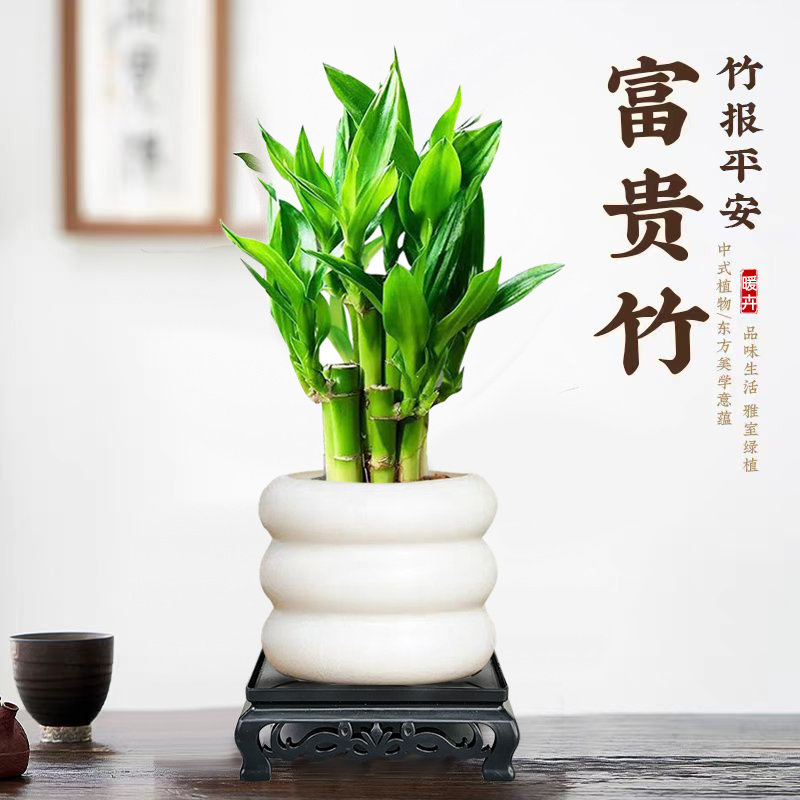 富贵竹荷花竹盆栽办公室内植物步步高升竹微景观桌面绿植好养盆景