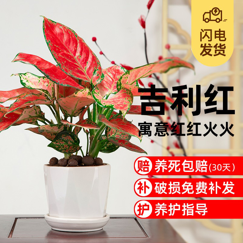吉利红盆栽植物室内四季好养