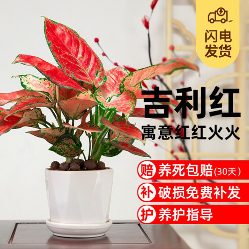 吉利红盆栽植物室内四季好养