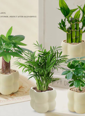 【四件套组合】发财树金钻富贵竹九里香栀子花绿植盆栽桌面绿植