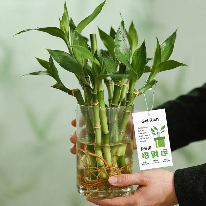 迷你富贵竹招财竹观音竹节节高盆栽客厅办公室内桌面水养带根绿植