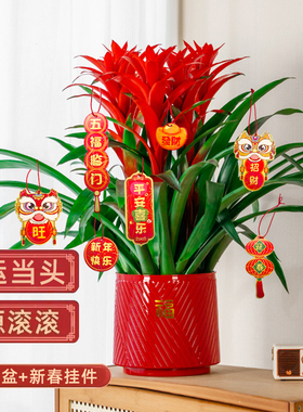 年宵花鸿运当头大红星盆栽室内客厅桌面绿植净化空气大凤梨鲜艳