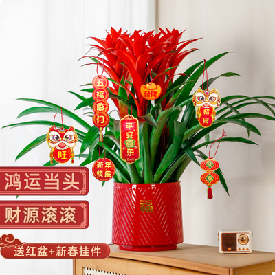 年宵花鸿运当头大红星