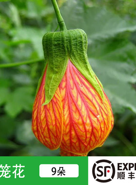 新鲜灯笼花 金玲花 风铃花 灯笼花瓣9朵  约45花瓣