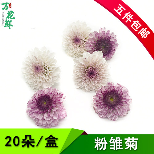 粉雏菊浅紫色新鲜粉丹特雏菊鲜花20朵小菊花西餐日料摆盘装饰花草