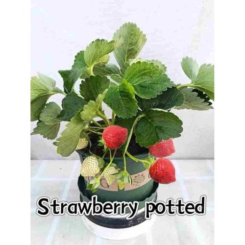 basilpnthermoy,cEdbasi