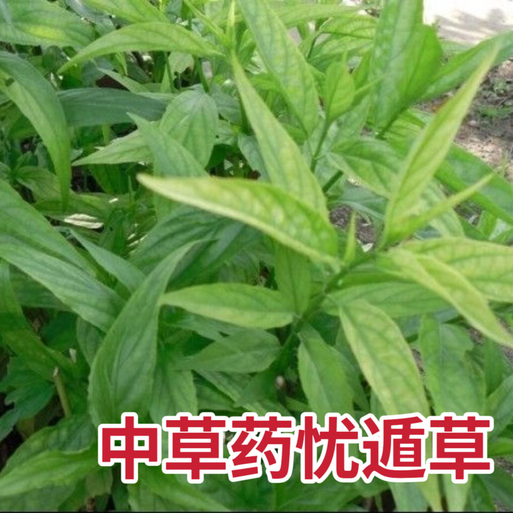 新鲜优盾草忧遁草茶千里追 鳄嘴花 中草药材沙巴蛇草无硫新货干品
