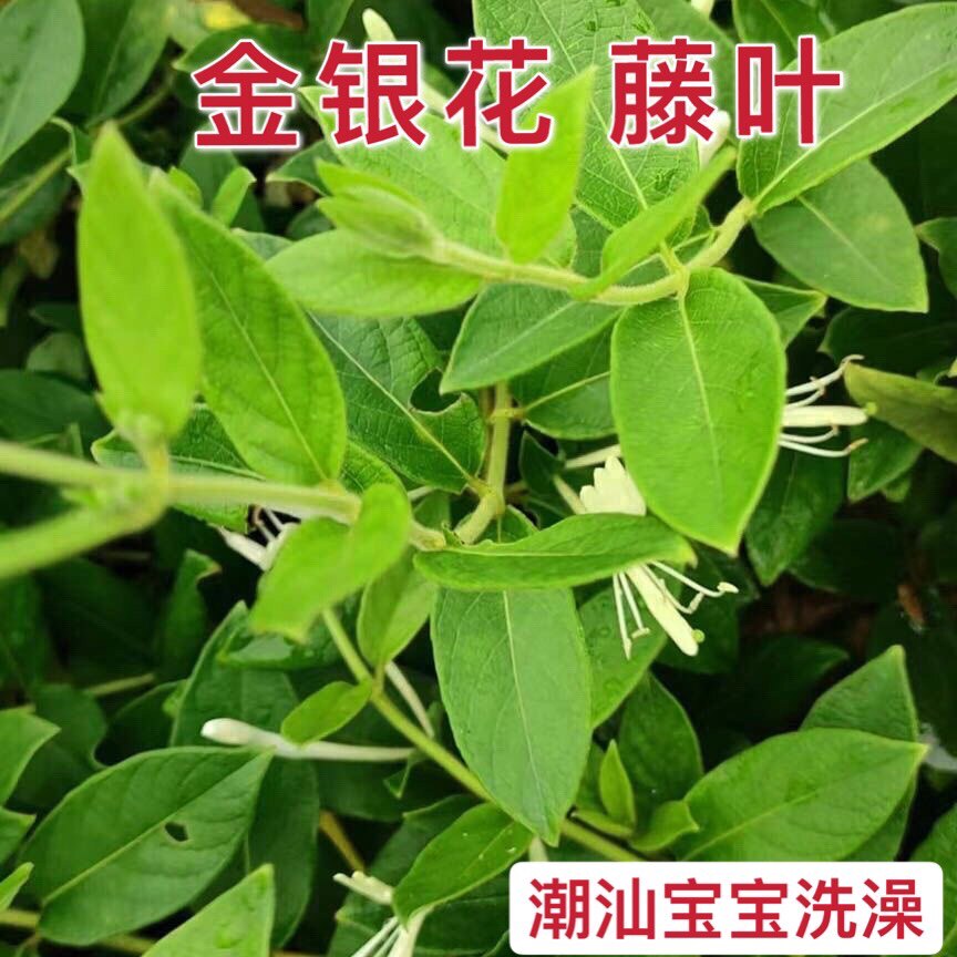 金银花藤新鲜藤叶潮汕宝宝洗澡婴儿泡澡忍冬藤去痱子中草药