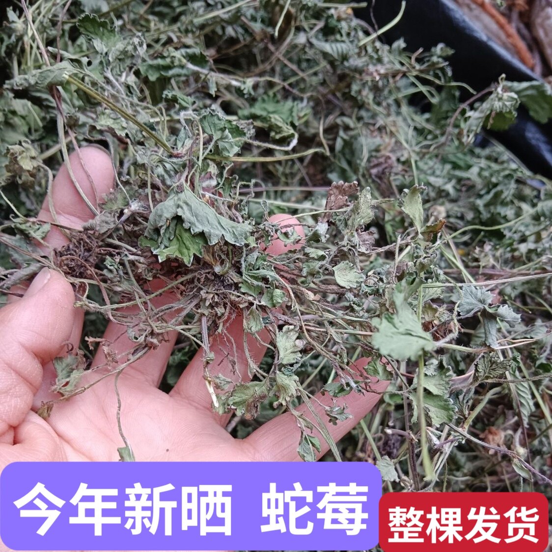 蛇莓草晒干货整棵潮汕青草和尚头坡野草莓蛇泡草落地杨梅新鲜无硫