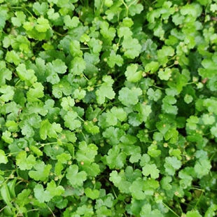 天胡荽新鲜满天星地星秀潮汕铺地锦破铜钱遍地锦落得打明镜草干货