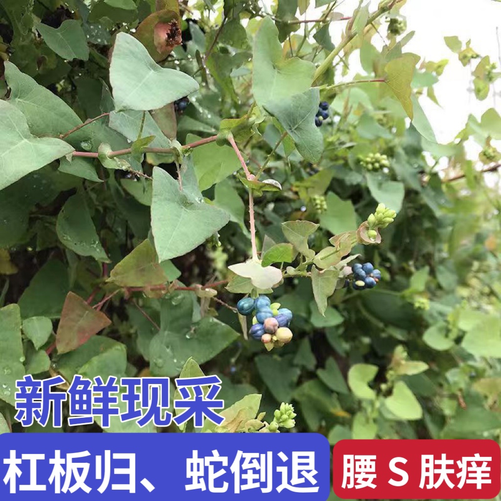 杠板归草新鲜原生现采蛇倒退蛇不过中草药带状腰蛇泡皮肤湿痒洗澡