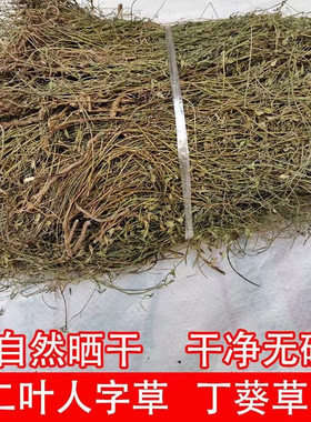 乌龙草中药材 丁癸草 人字草 苍蝇翼乌蝇翼草 丁贵草新鲜晒干无硫
