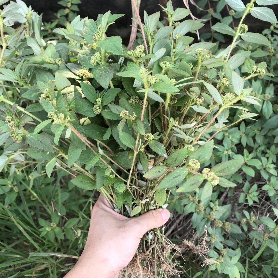 飞扬草天然新鲜现采乳籽草大飞扬草大乳汁草肤痒洗澡中草药包邮