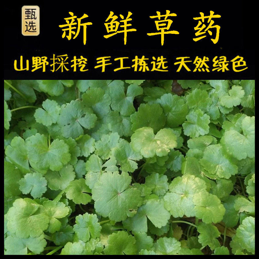 铺地锦广东新鲜遍地锦铺地锦天胡荽满天星破铜钱币草落得打鱼鳞草