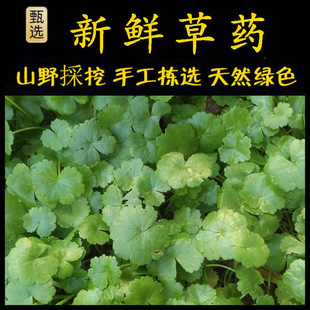 铺地锦新鲜遍地锦潮汕土地锦天胡荽满天星破铜钱币草落得打鱼鳞草