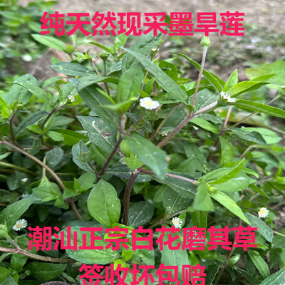 白花春草墨旱莲中草药新鲜旱莲草 墨汁草 潮汕白花磨琪草 鳢肠草
