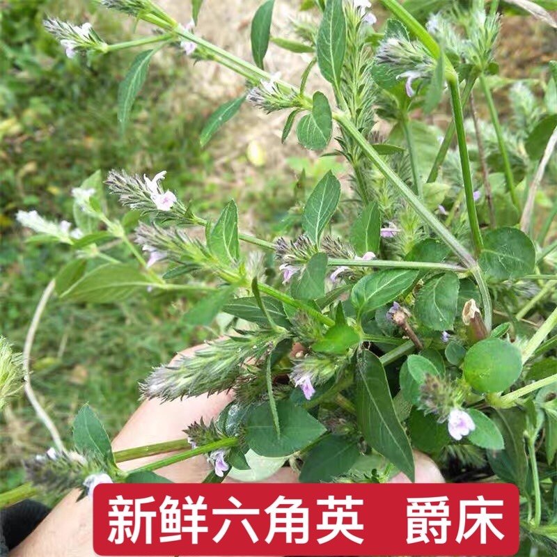 六角英新鲜中草药材潮汕六角婴爵床 孩儿草 麦穗红狐狸尾土夏枯草