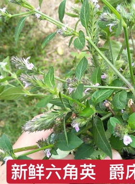 六角英新鲜百穗莲草中草药材潮汕六角婴爵床 孩儿草 麦穗红狐狸尾